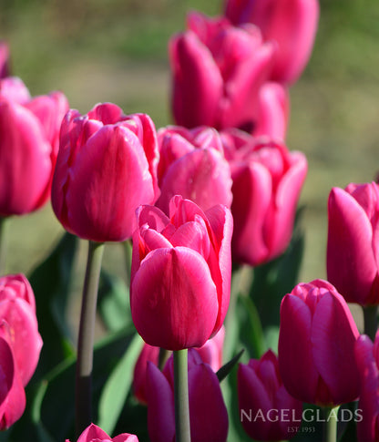 Renown Unique Tulip Flower Bulbs