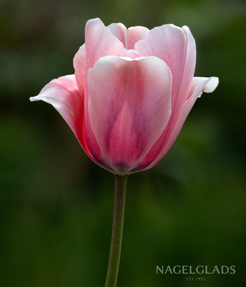Salmon Impression Tulip Flower Bulbs
