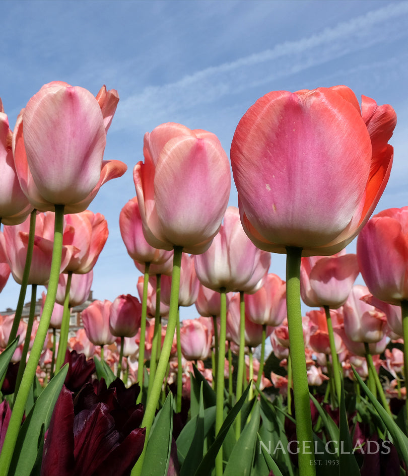 Salmon Impression Tulip Flower Bulbs
