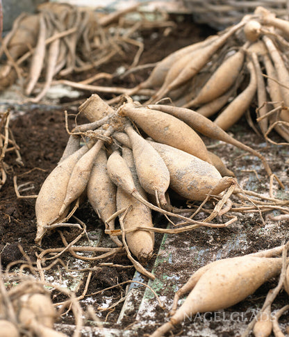 Peaches and Vanilla Dahlia Flower Bulbs