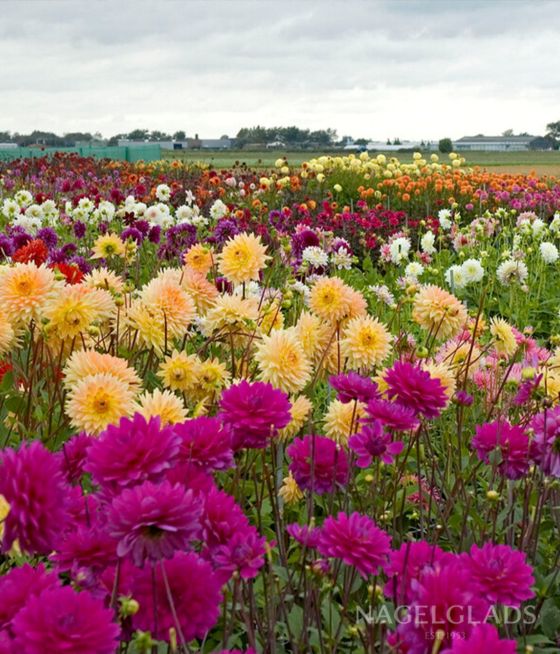 Peaches and Vanilla Dahlia Flower Bulbs