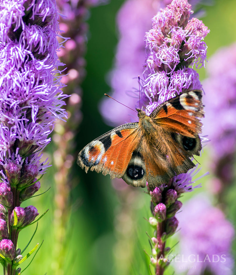 Mixed Liatris Flower Bulbs