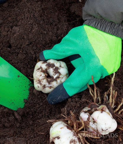asiatic lily seedlings Mixed Asiatic Lily Flower Bulbs – Nagel Gladiolus Bulbs