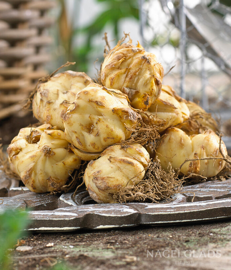 Stargazer Oriental Lily Flower Bulbs