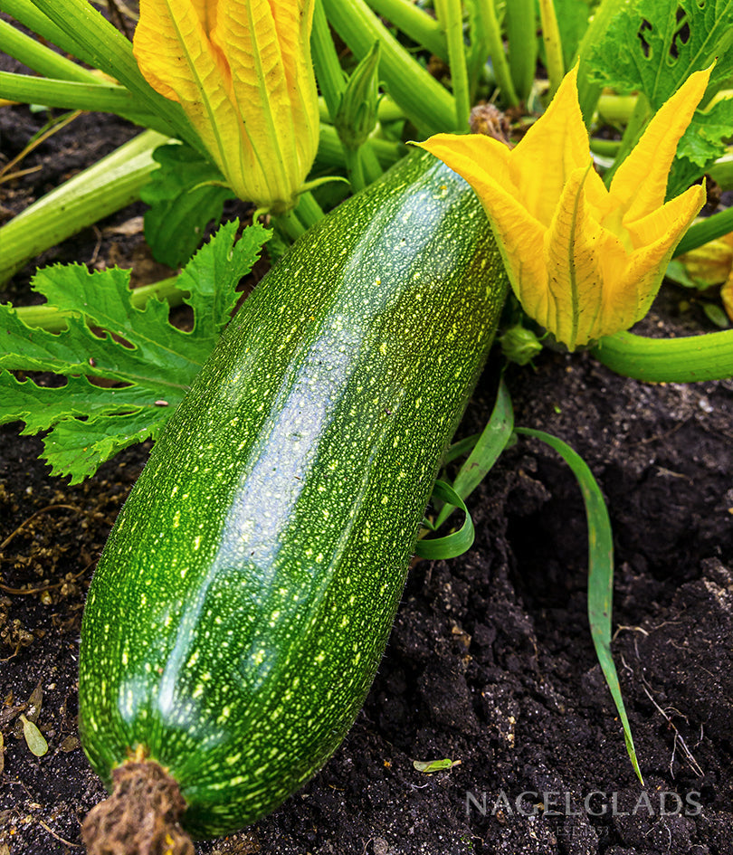 Zucchini Dark Green