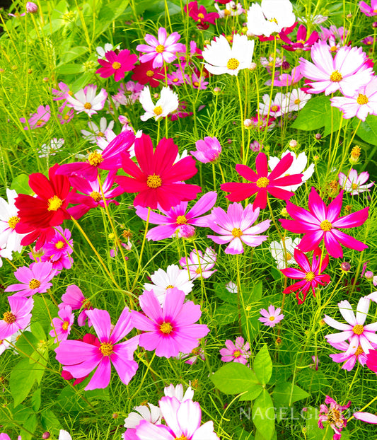 Cosmos Sensation Mix