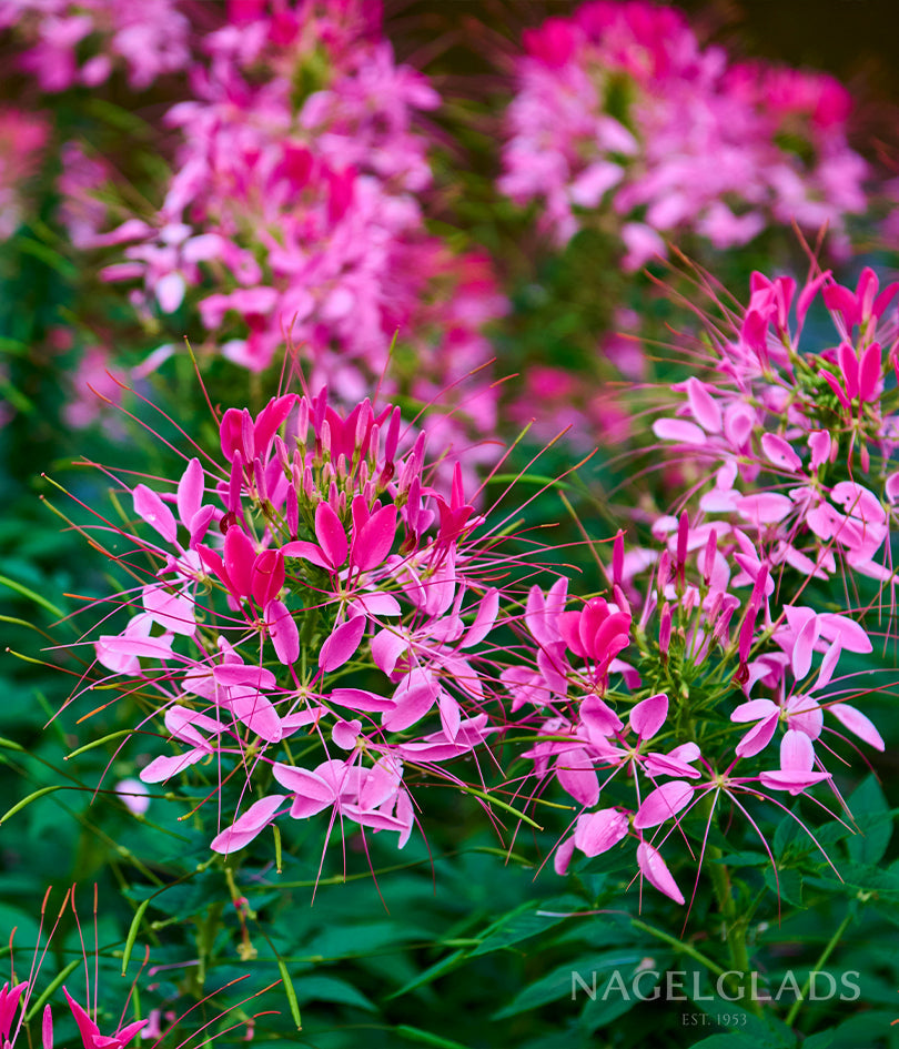 Cleome Color Fountain Mix Flower Seeds