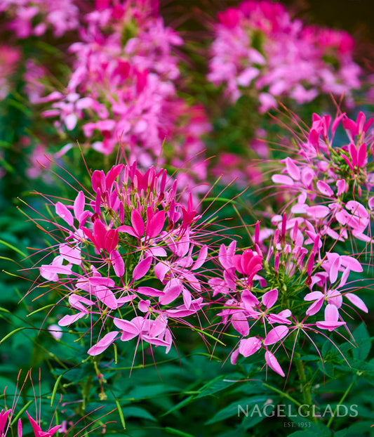 Cleome Color Fountain Mix