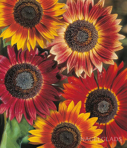 Sunflower Autumn Beauty
