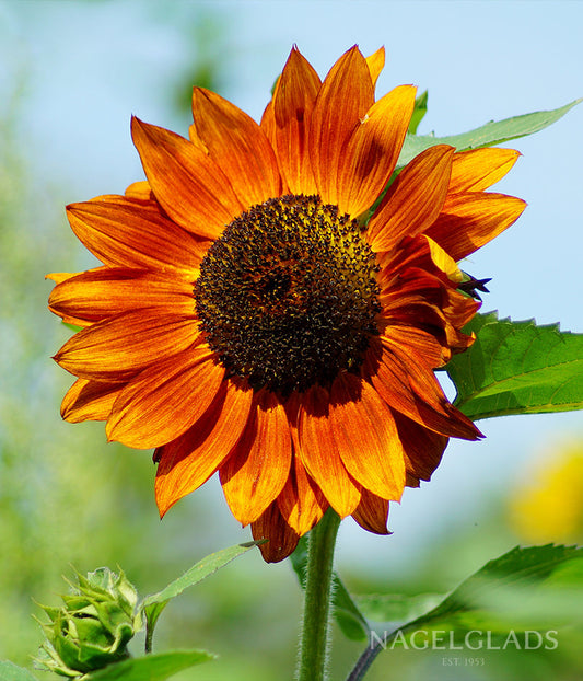 Sunflower Autumn Beauty