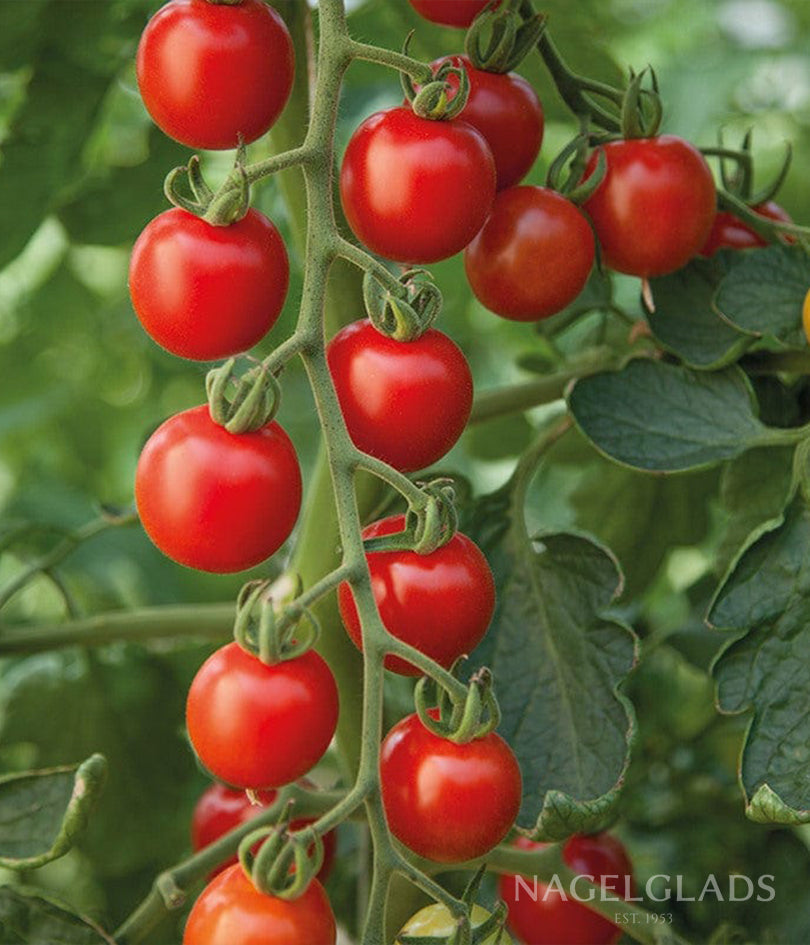 Tomato Cherry Cerise