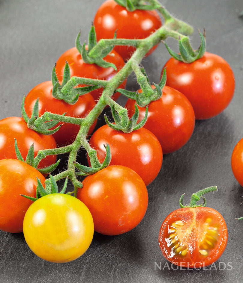 Tomato Cherry Cerise