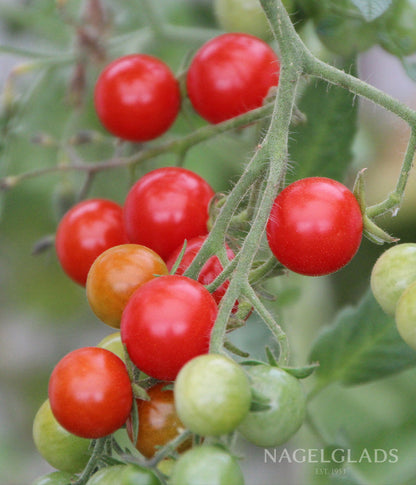Tomato Cherry Cerise