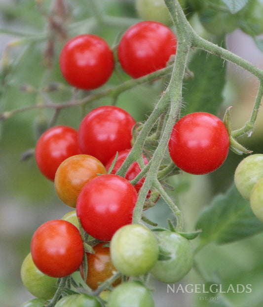 Tomato Cherry Cerise