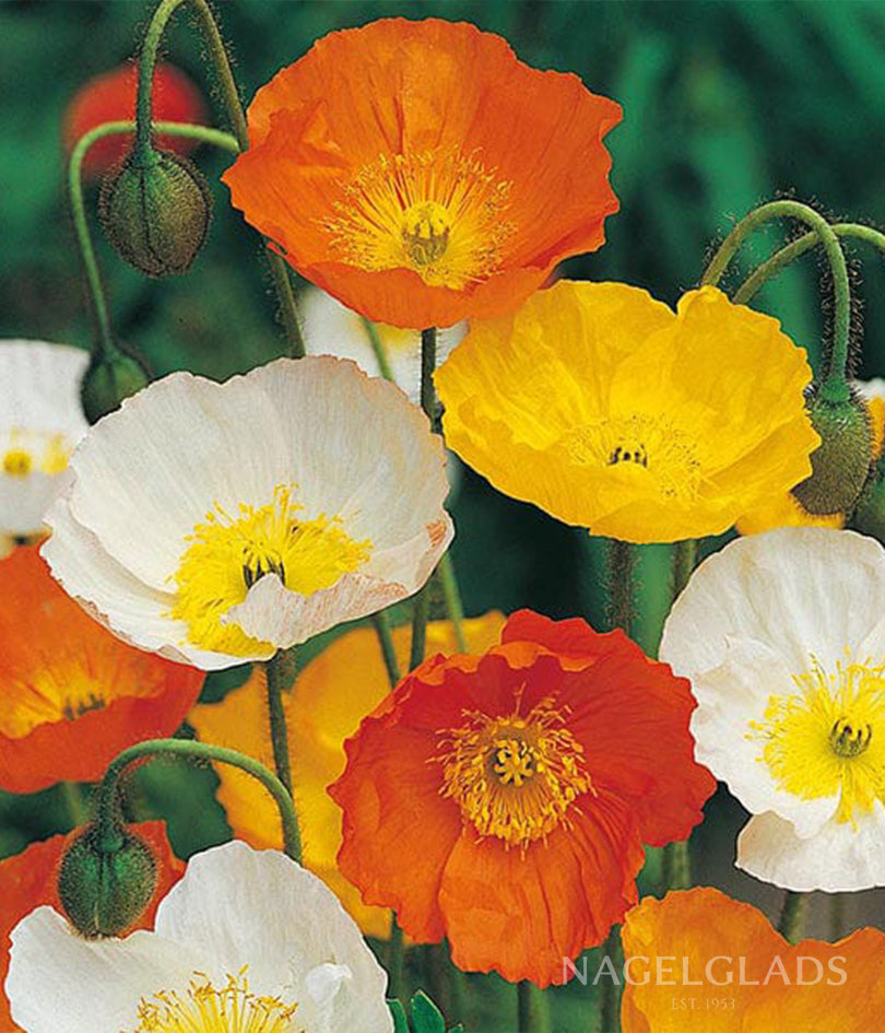 Poppy Iceland Mix