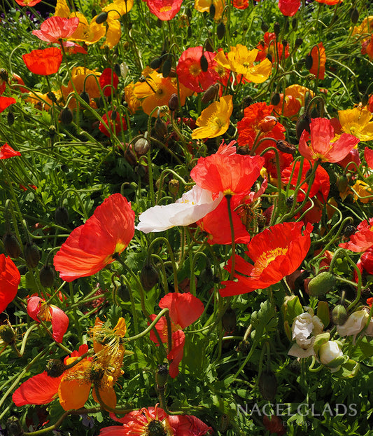 Poppy Iceland Mix