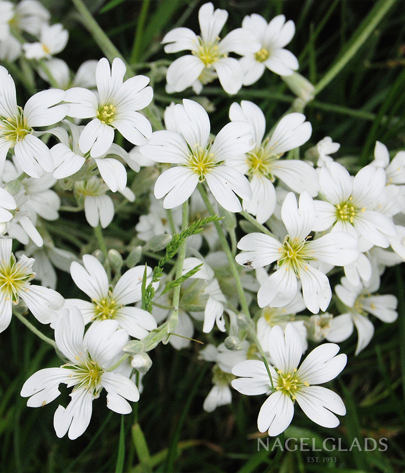 Gypsphila Monarch White
