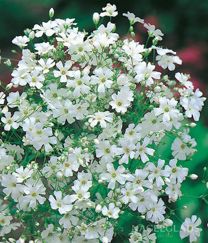 Gypsphila Monarch White
