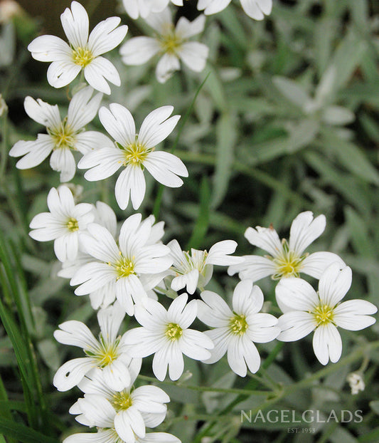 Gypsphila Monarch White