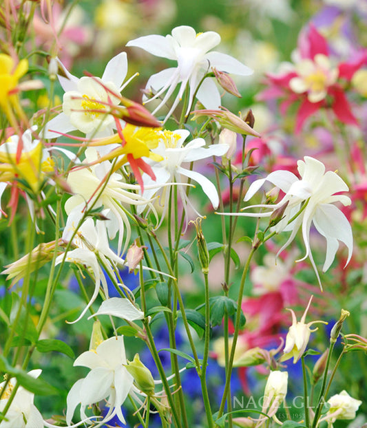 Columbine McKana Giant Mix