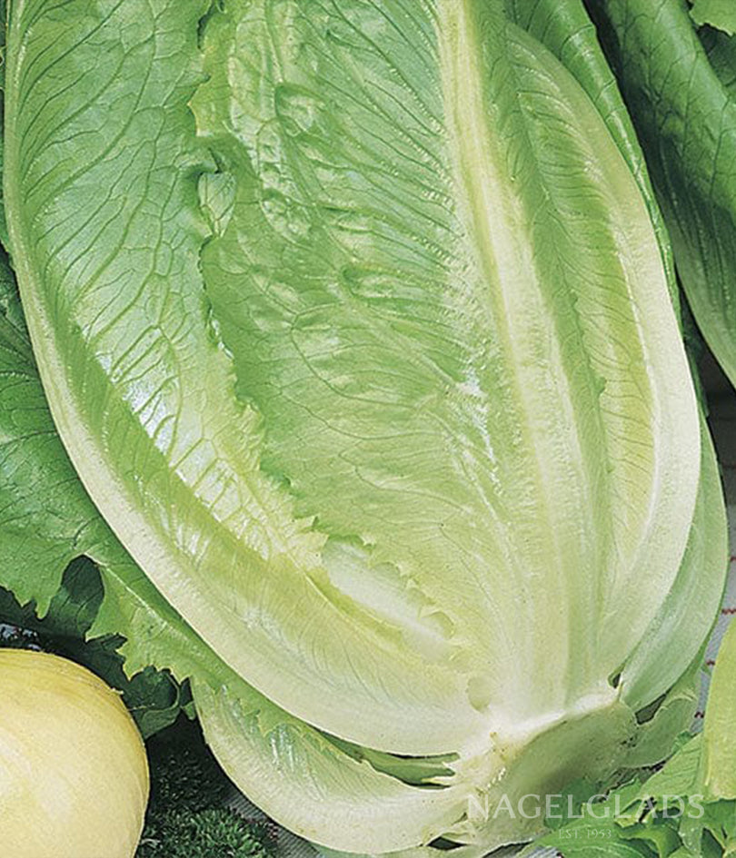 Lettuce Romaine Ballon