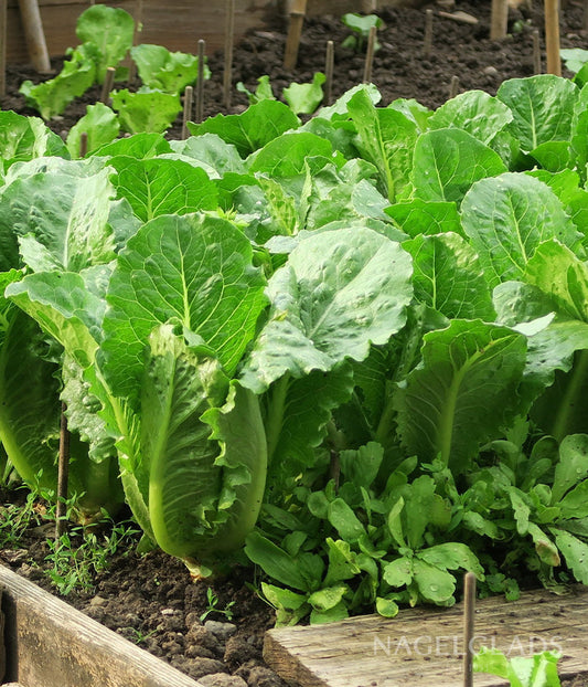 Lettuce Romaine Ballon