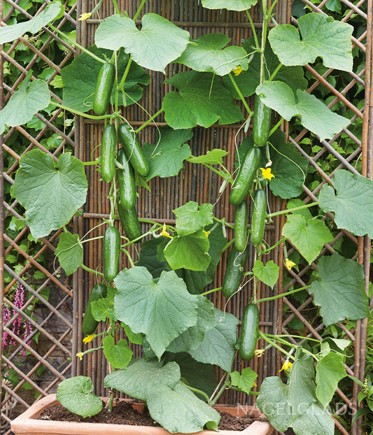 Cucumber Marketmore 76