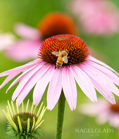echinacea purpurea seeds for sale Echinacea Purple Coneflower Seeds – Hardy Perennial for Pollinators & Cut Flowers – Nagel Gladiolus Bulbs