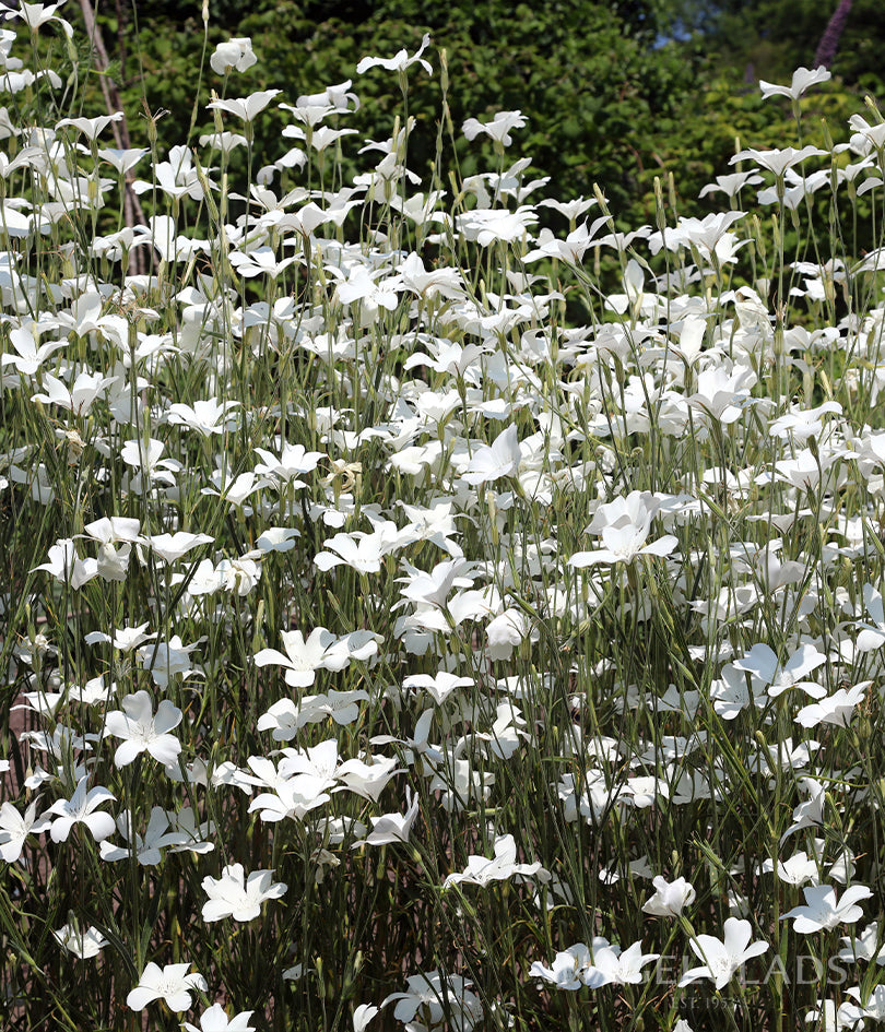 Agrostemma Milas White Flower Seeds