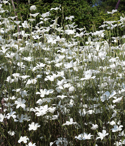 Agrostemma Milas White Flower Seeds