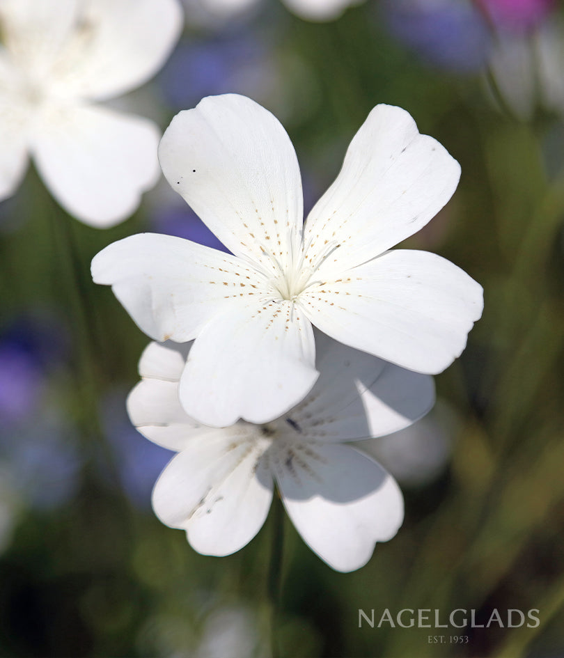 Agrostemma Milas White Flower Seeds
