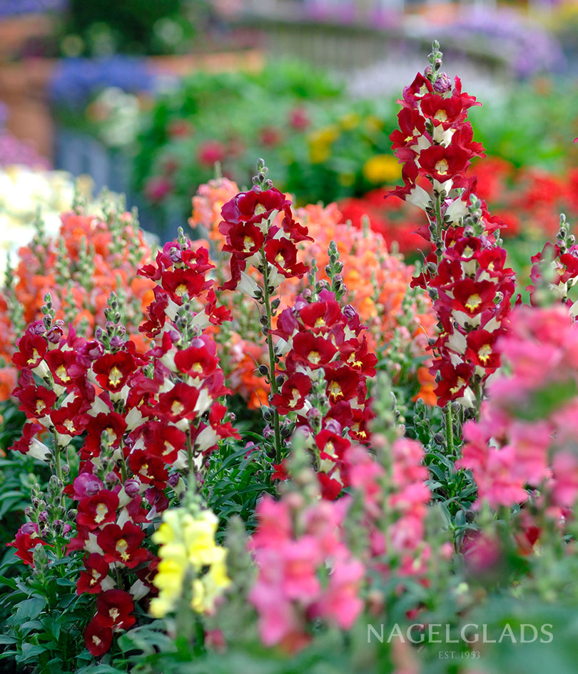 Snapdragon Night & Day Flower Seeds