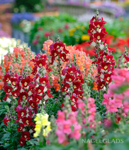 Snapdragon Night & Day Flower Seeds