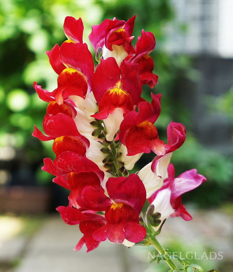 Snapdragon Night & Day Flower Seeds