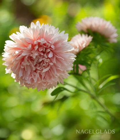 aster flower seeds Aster Tower Chamois Flower Seeds