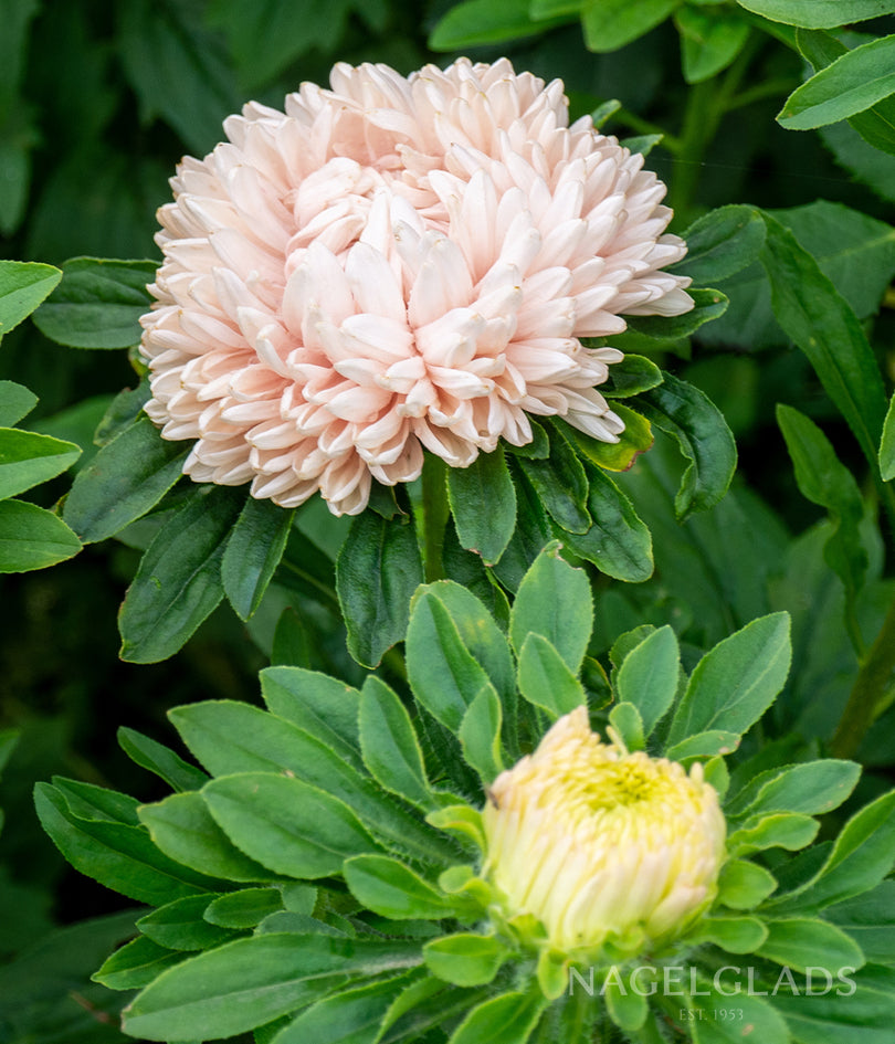 Aster Tower Chamois Flower Seeds