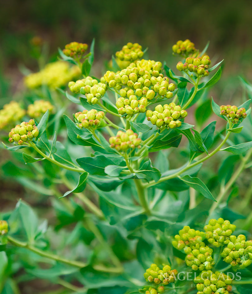 Bupleurum Rotundifolia Flower Seeds