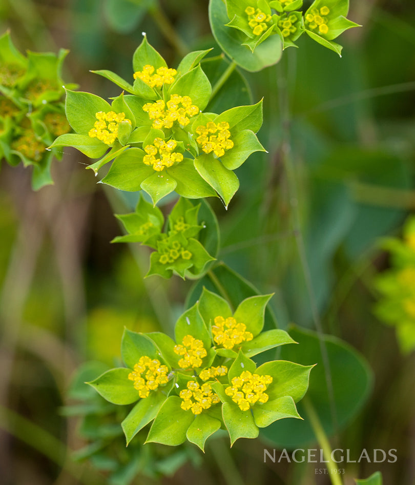 Bupleurum Rotundifolia Flower Seeds