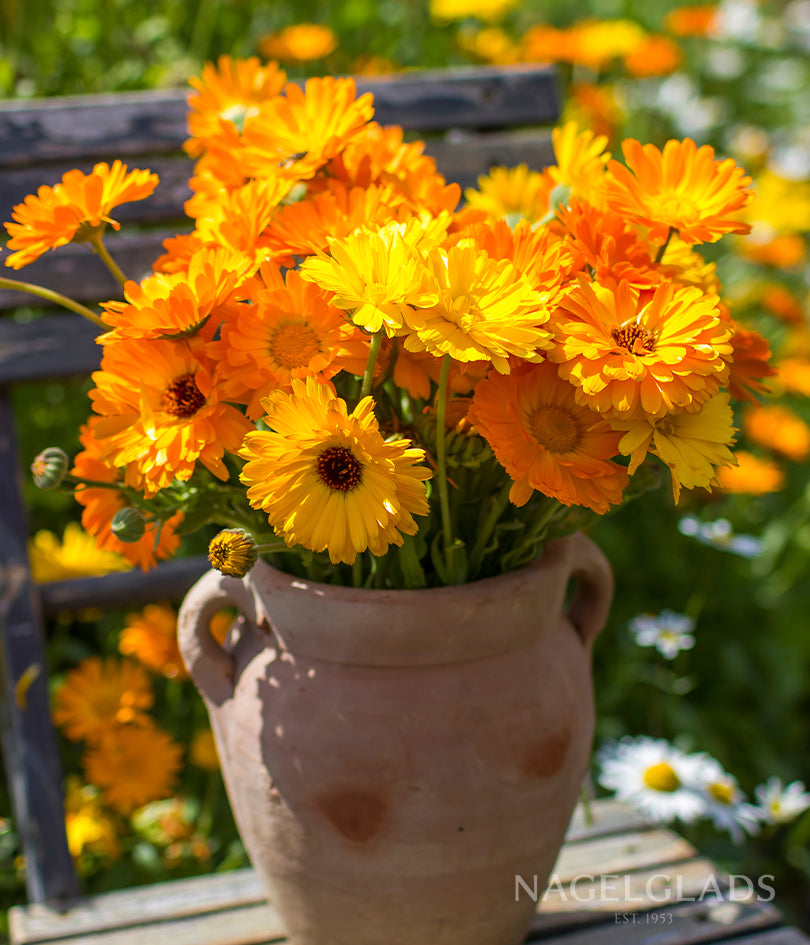 Calendula Touch of Red Mixed Flower Seeds