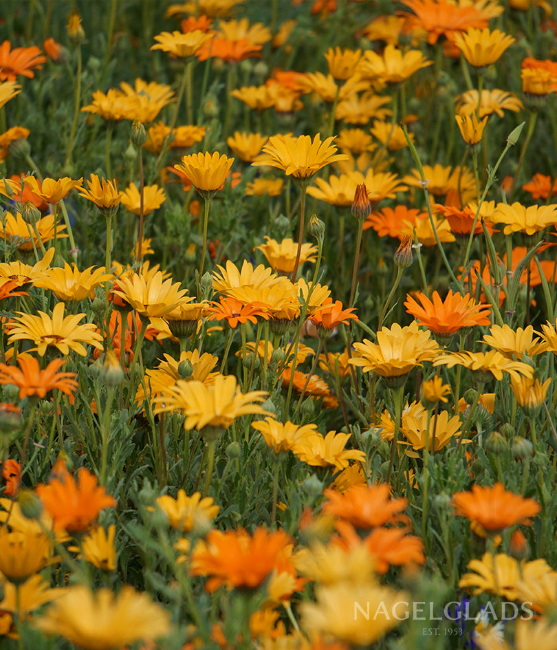Calendula Touch of Red Mixed Flower Seeds