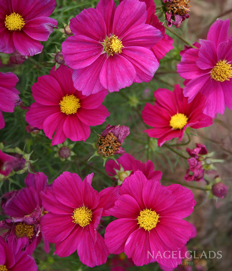 Cosmos Dazzler Flower Seeds