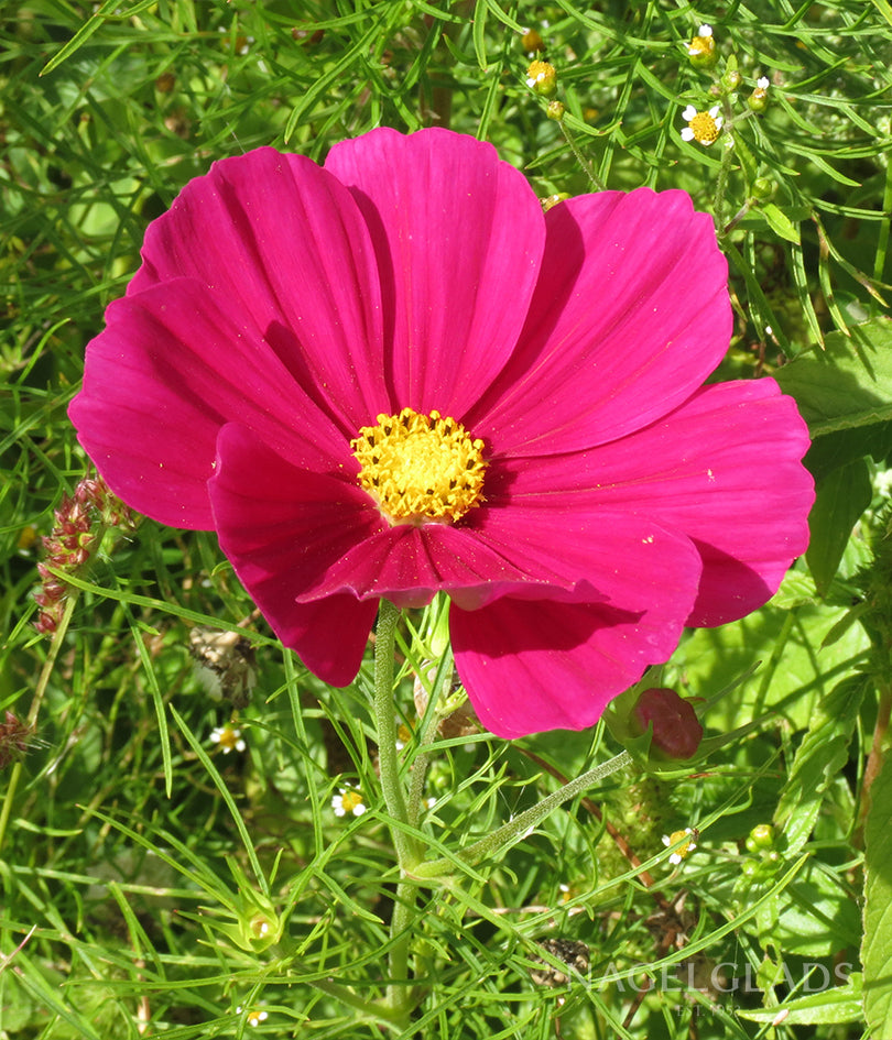 Cosmos Dazzler Flower Seeds