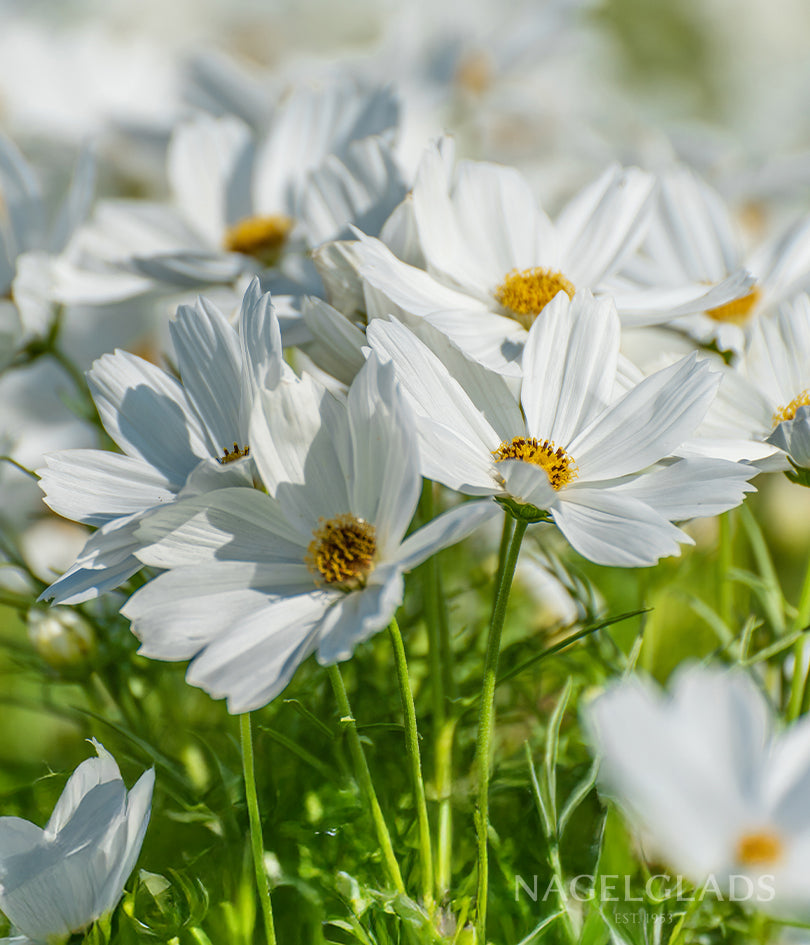 Cosmos Purity Flower Seeds