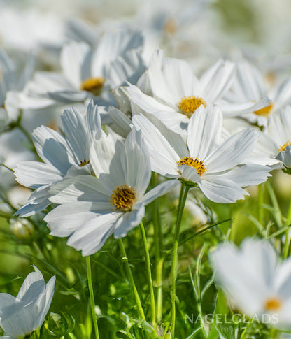 Cosmos Purity Flower Seeds