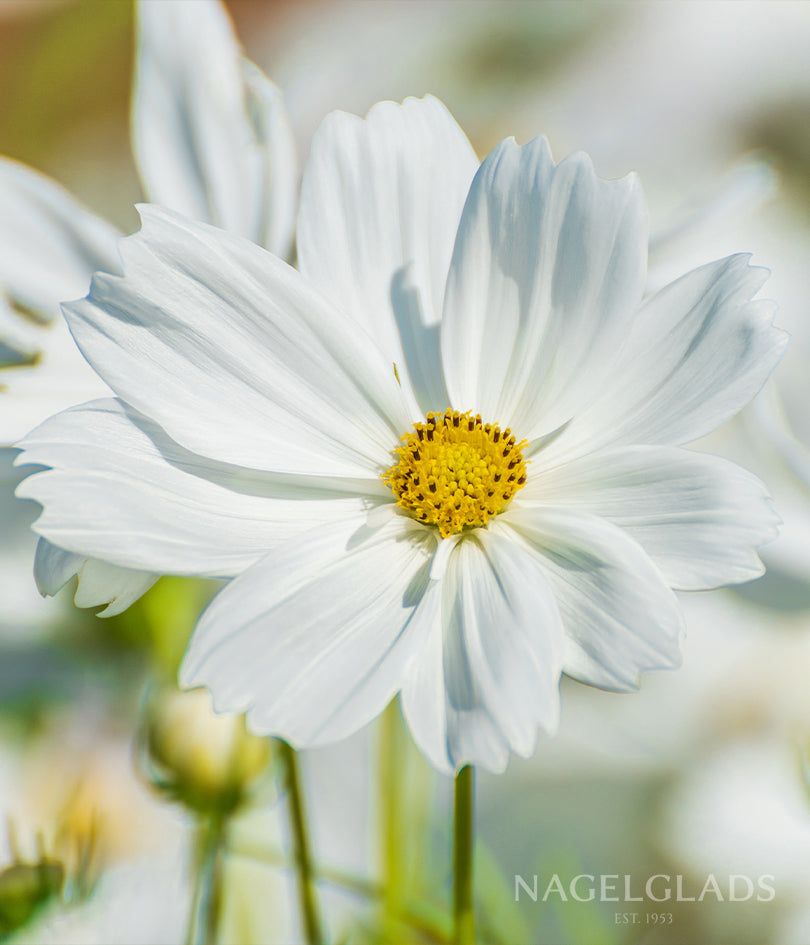Cosmos Purity Flower Seeds