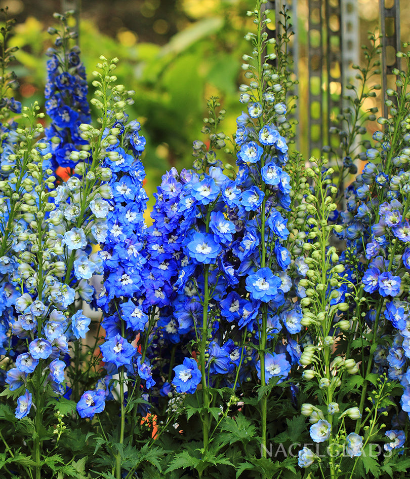 Delphinium Summer Skies Flower Seeds