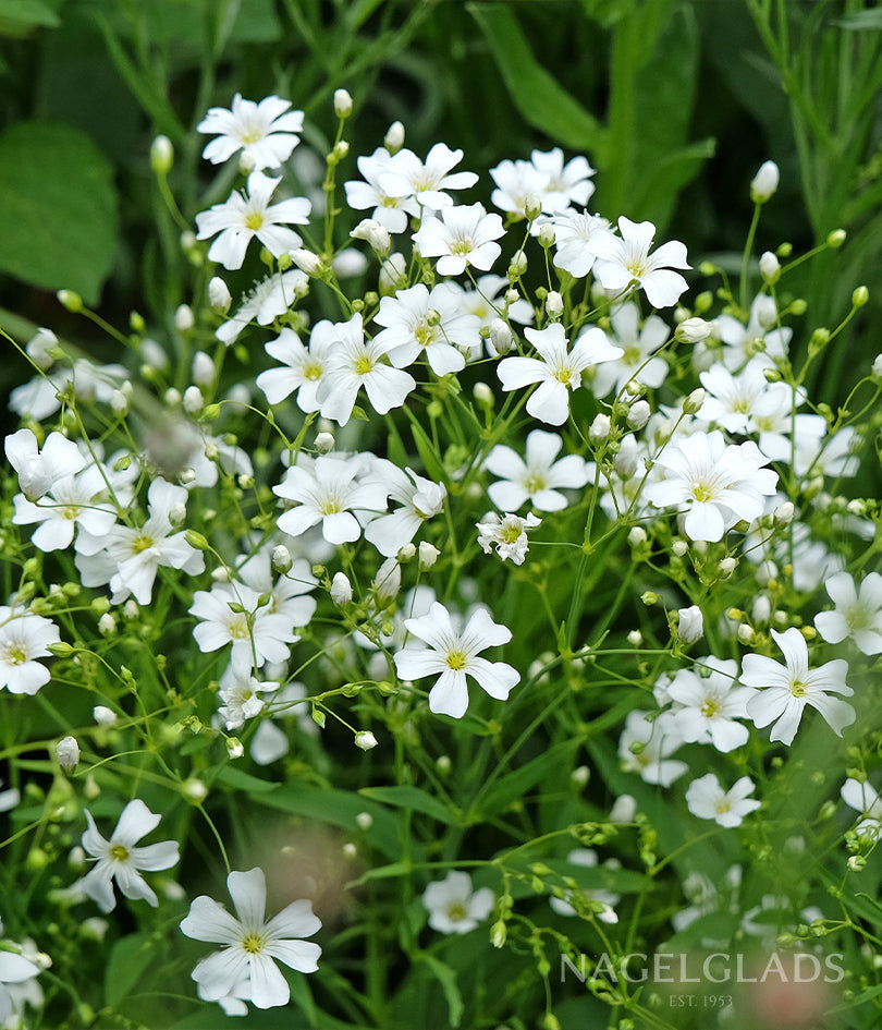 Gypsophila Covent Garden Flower Seeds