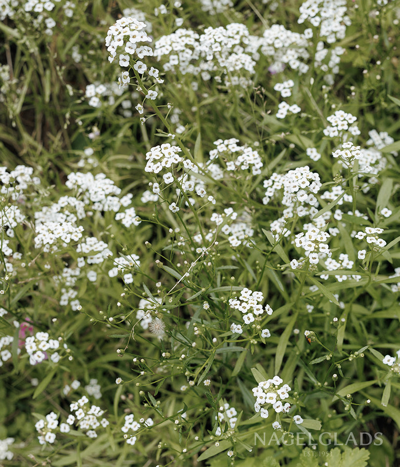 Gypsophila Covent Garden Flower Seeds
