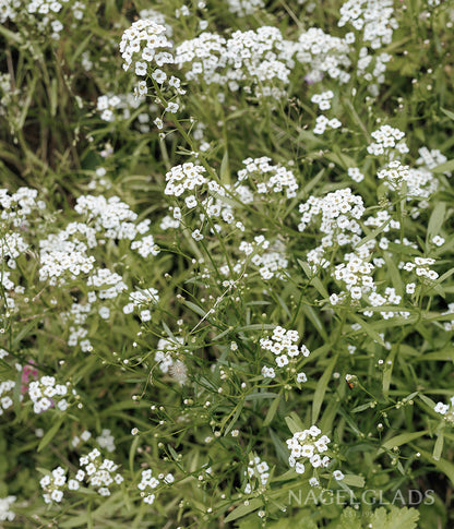 Gypsophila Covent Garden Flower Seeds