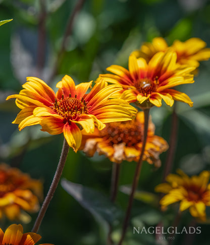 Heliopsis Burning Heart Flower Seeds